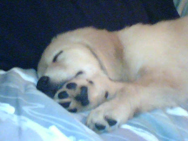 Oursleepingpuppy