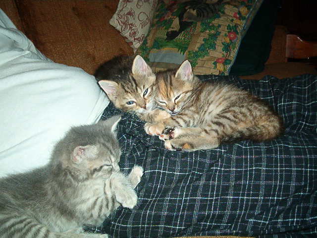 Scooter, Hero and Tiggy