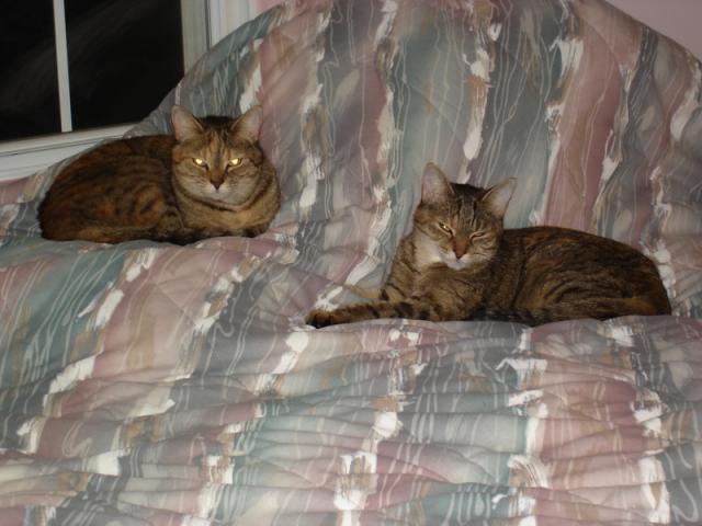 Hero and Tiggy