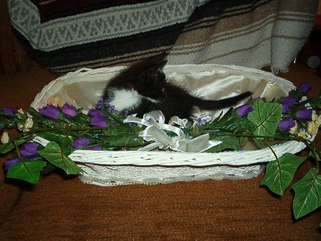 Bear(Rick's wedding present 2003)