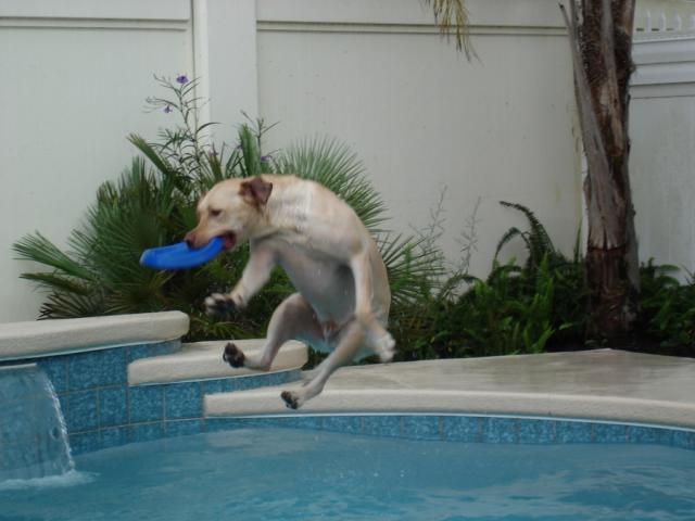 "Action" Jackson

He loves the new pool.