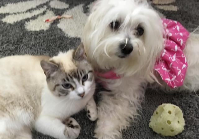 MOLLY & ESKIMO KITTY