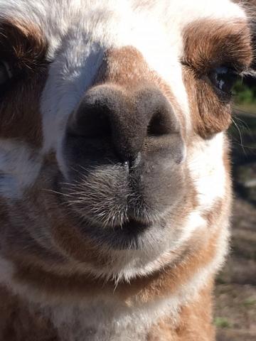 steele closeup