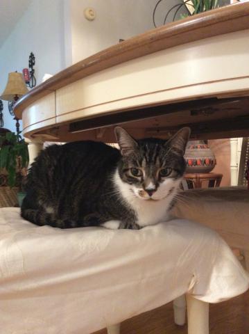 I am Boots, I need a forever home with my brother in the VIllages or near by?