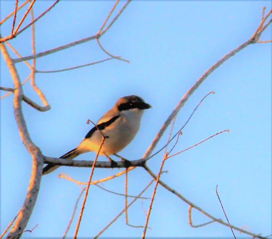 Logger Head Shrike