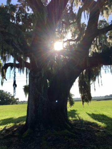 I love these big trees with the moss.  We told our grandsons that these are magic trees.  :)