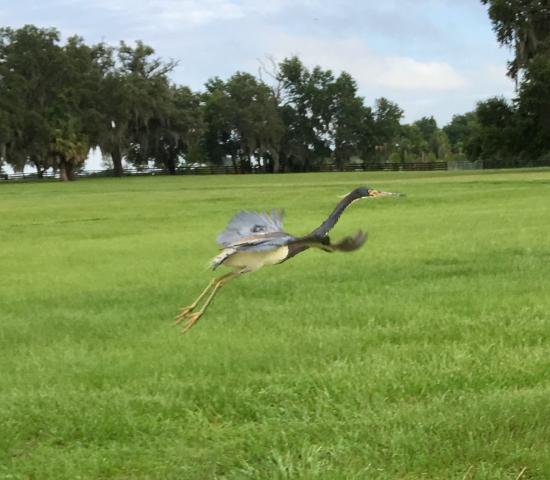 Still learning the wildlife