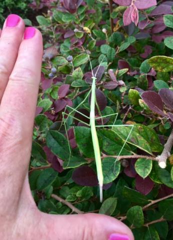Lady Mantis Friend