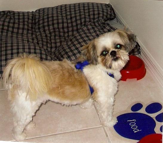 Gizmo Sindt