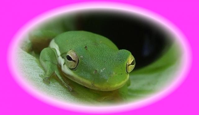 Tree frog 5