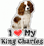 king charles  my pups