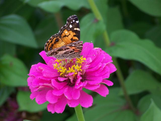 Painted Lady