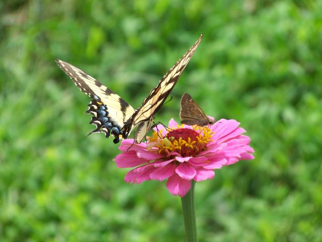 Tiger Swallowtail