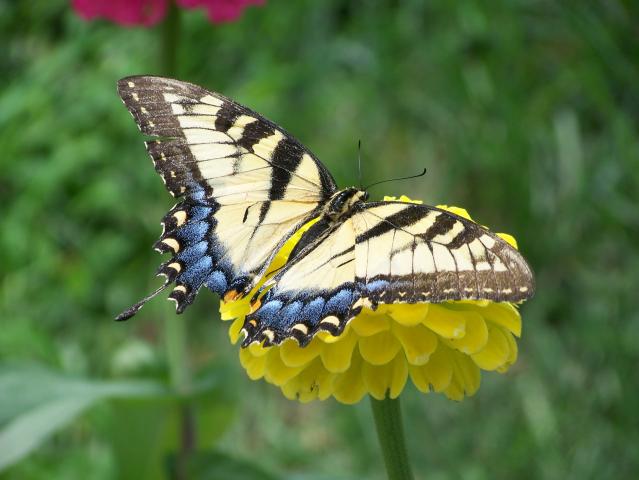 Tiger Swallowtail