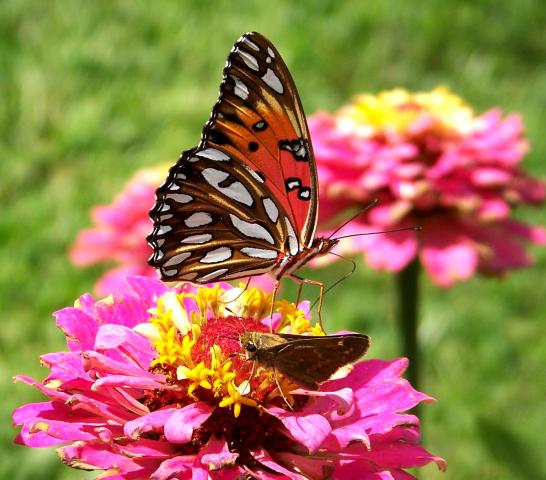 Gulf Fritillary