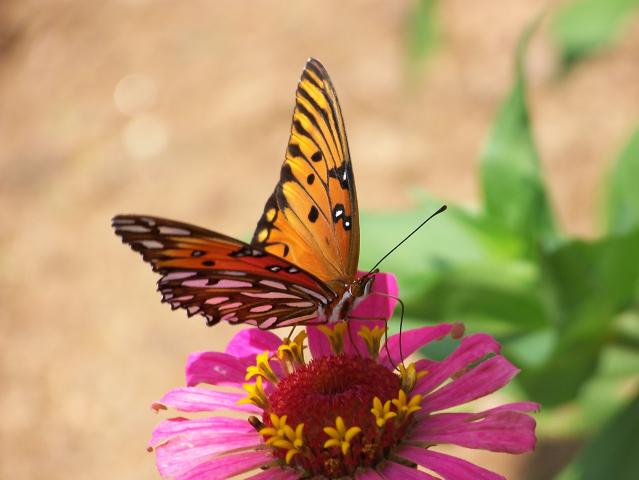 Gulf Fritillary