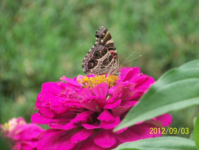Painted Lady