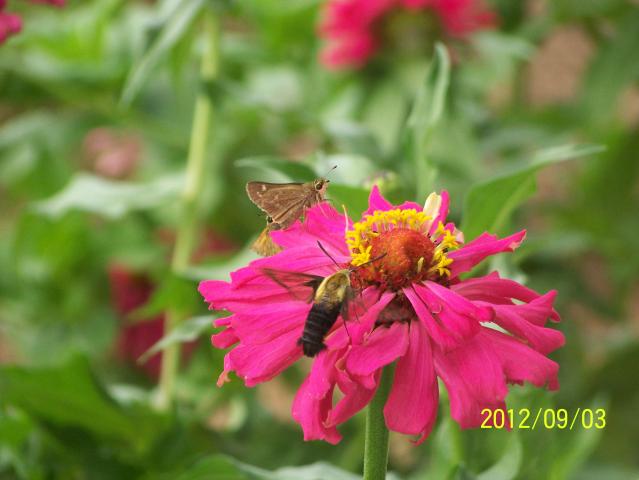 Clearwing Hummingbird and Skipper