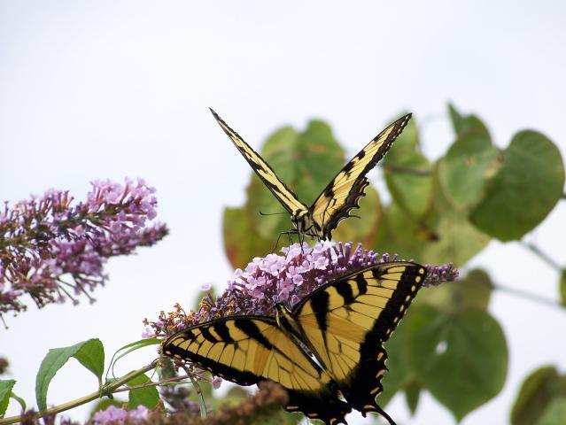 2 Tiger Swallowtail's on Butterfly Bush