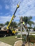 Queen Palm Removal 
 
You can contact us at: 
352-461-4890