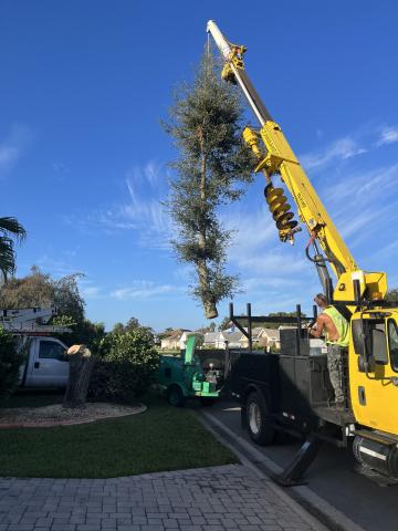 Live oak removal 

You can reach us at:
352-461-4890