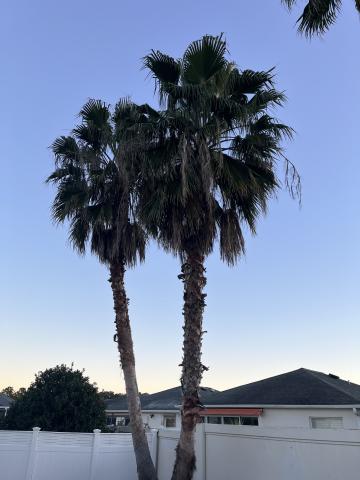 Washingtonia palm removal. 

You can reach us at:
352-461-4890