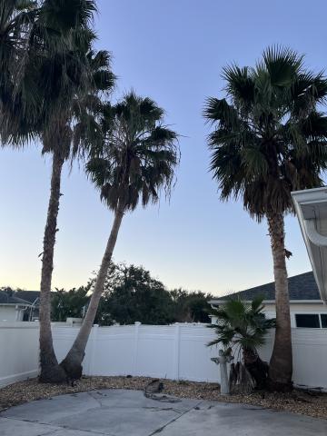Washingtonia palm removal. (Customer wanted to leave stumps)
You can reach us at:

352-461-4890