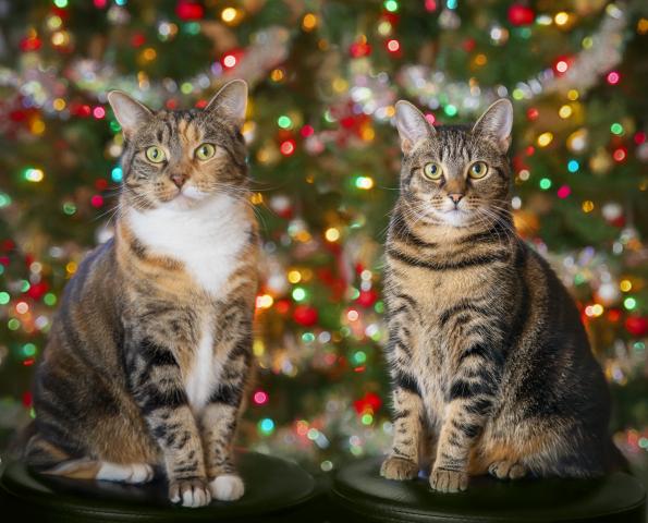 Christmas cats