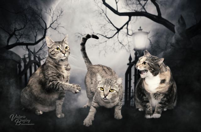 Cats Halloween