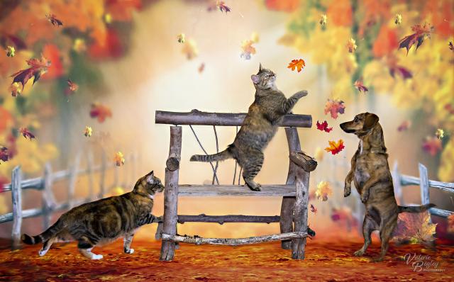 chasing leaves
