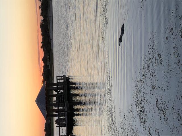 Gator Sunset