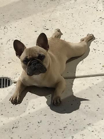 Louie hanging out at the pool