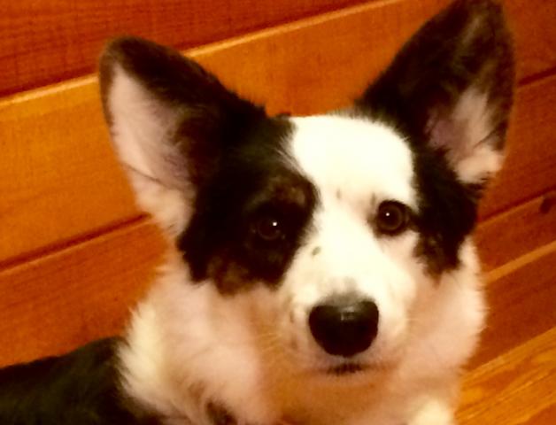 Lulu