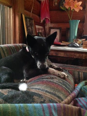 Baxter