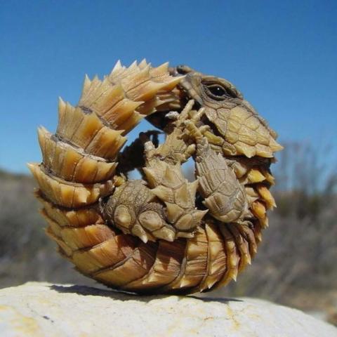 armadillo lizard