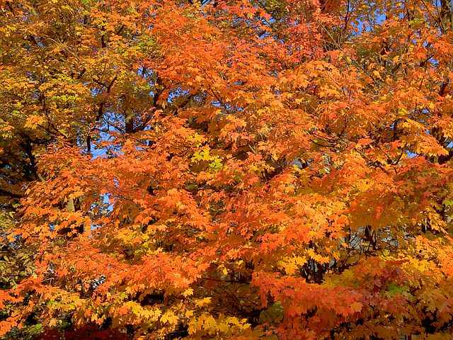 fall sm