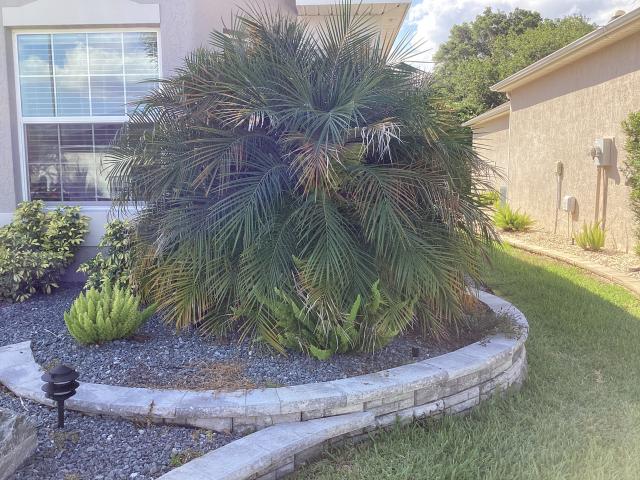 Before picture of robellini palm in need of trimming