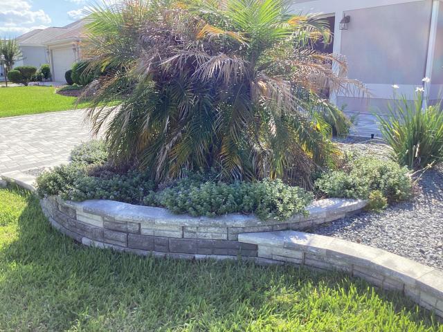 before robellini palm replacement
