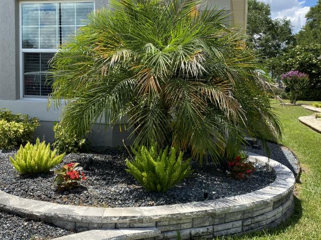 After picture
trimming it clean robellini palm