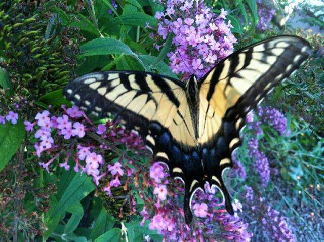 Huge butterfly at New Hope, PA.