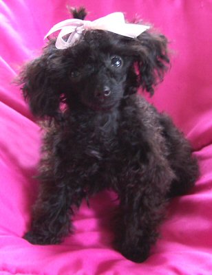 Lexi at 6 months old..