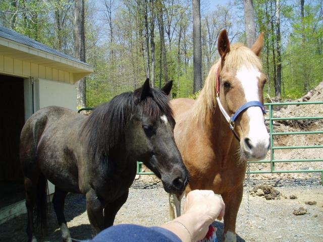 My Boys..Lucky & Rusty..