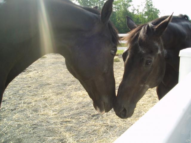 True Love...