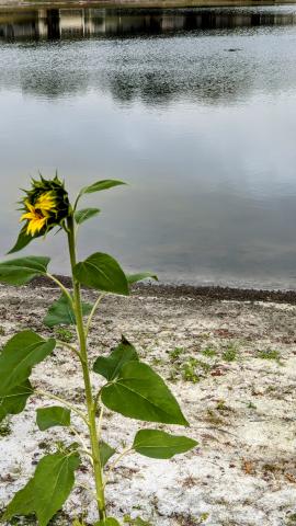 Mira Mesa pond horticulture