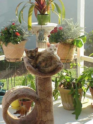 Gypsy & Saka on Lanai in Jacaranda