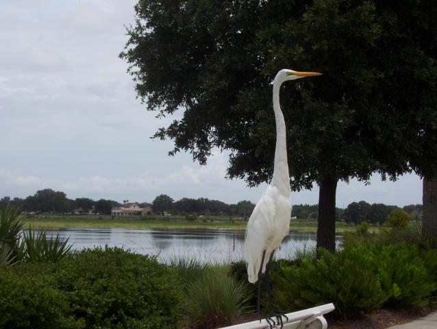100 0239 3  Sumter Landing