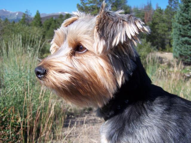 Merlin