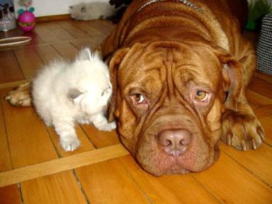 kitten and big dog