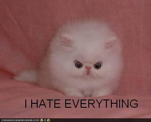 funny pictures cat hates everything