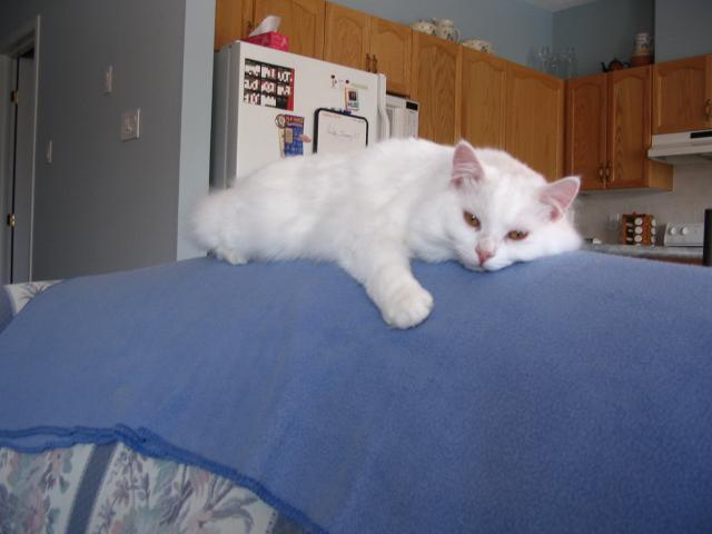 Kasper on Sofa